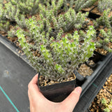 Euphorbia corniculata-Euphorbia-W6-8cm&W8-10cm-image-10