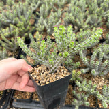 Euphorbia corniculata-Euphorbia-W6-8cm&W8-10cm-image-9