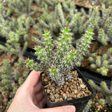 Euphorbia corniculata-Euphorbia-W6-8cm&W8-10cm-image-8