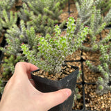 Euphorbia corniculata-Euphorbia-W6-8cm&W8-10cm-image-7