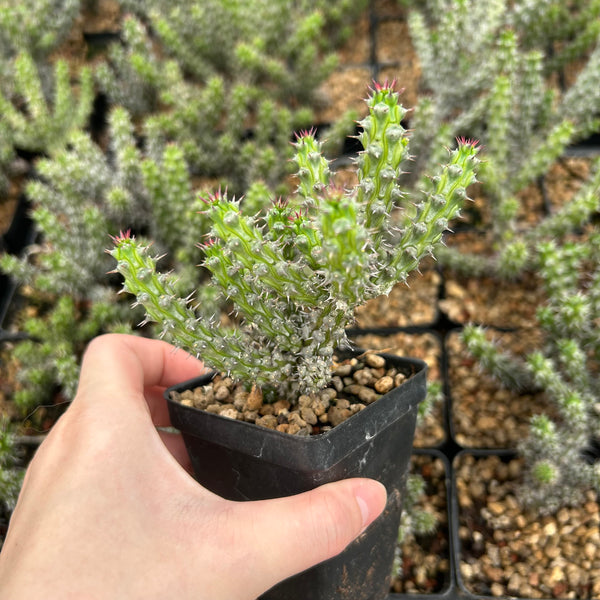 Euphorbia corniculata-Euphorbia-W6-8cm&W8-10cm-image-7