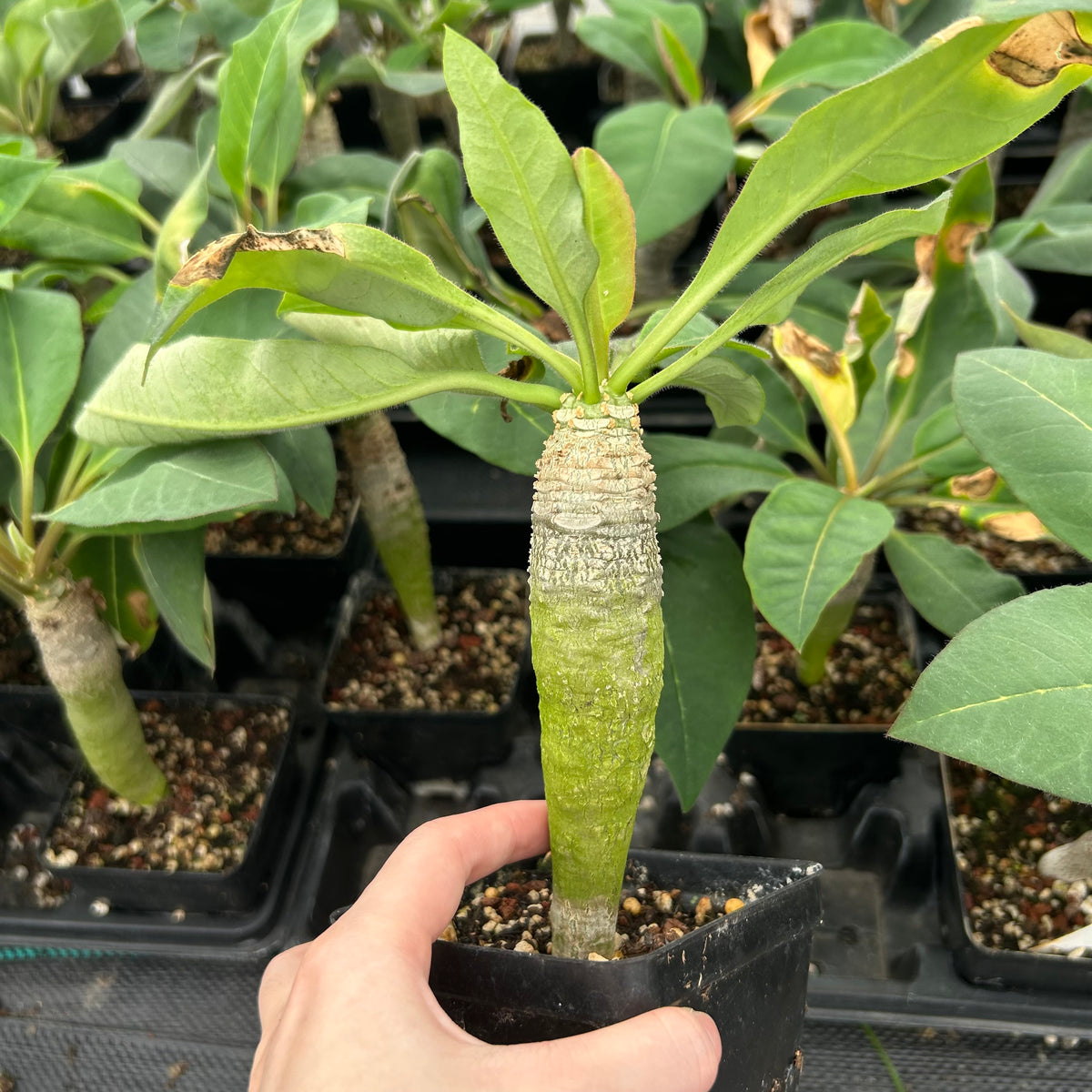 Euphorbia ankarensis-Euphorbia-H8-10cm&H15-20cm-image-3