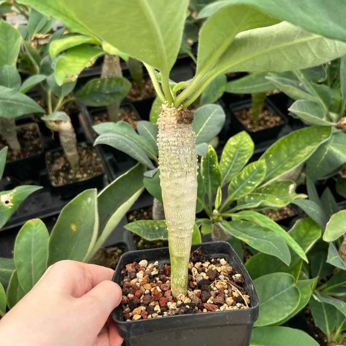 Euphorbia ankarensis-Euphorbia-H8-10cm&H15-20cm-image-5