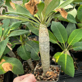 Euphorbia ankarensis-Euphorbia-H8-10cm&H15-20cm-image-6