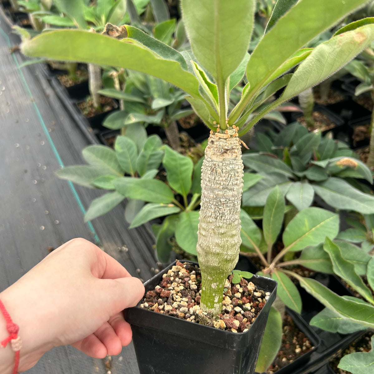 Euphorbia ankarensis-Euphorbia-H8-10cm&H15-20cm-image-1