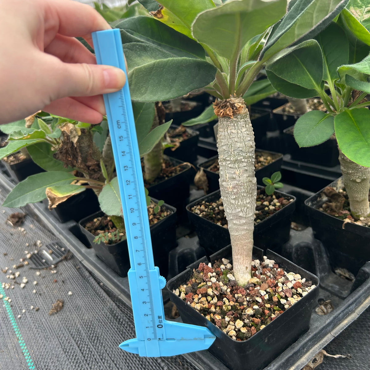 Euphorbia ankarensis-Euphorbia-H8-10cm&H15-20cm-image-7