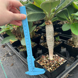 Euphorbia ankarensis-Euphorbia-H8-10cm&H15-20cm-image-7