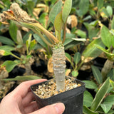Euphorbia ankarensis-Euphorbia-H8-10cm&H15-20cm-image-11
