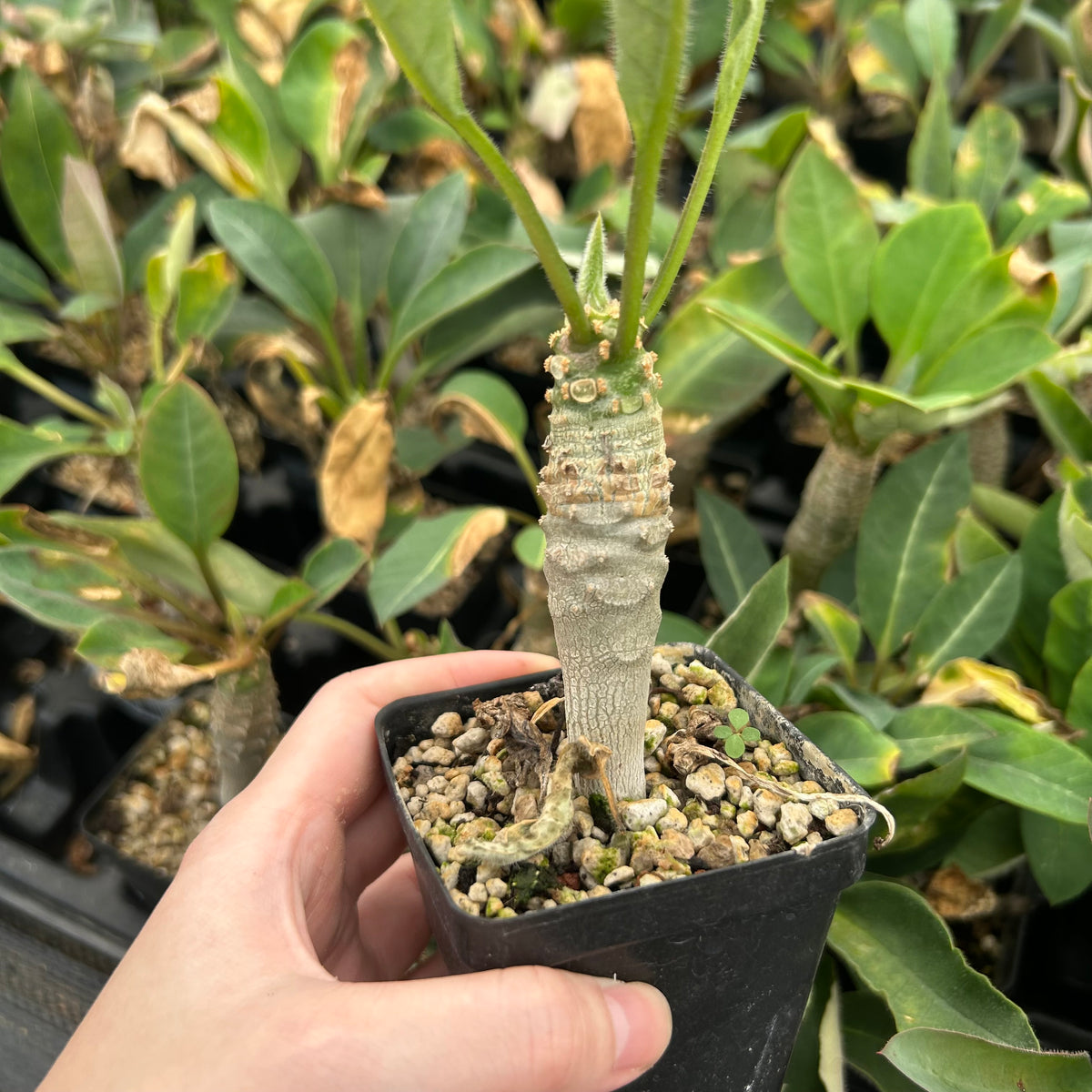 Euphorbia ankarensis-Euphorbia-H8-10cm&H15-20cm-image-12