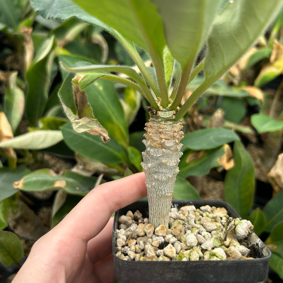 Euphorbia ankarensis-Euphorbia-H8-10cm&H15-20cm-image-13