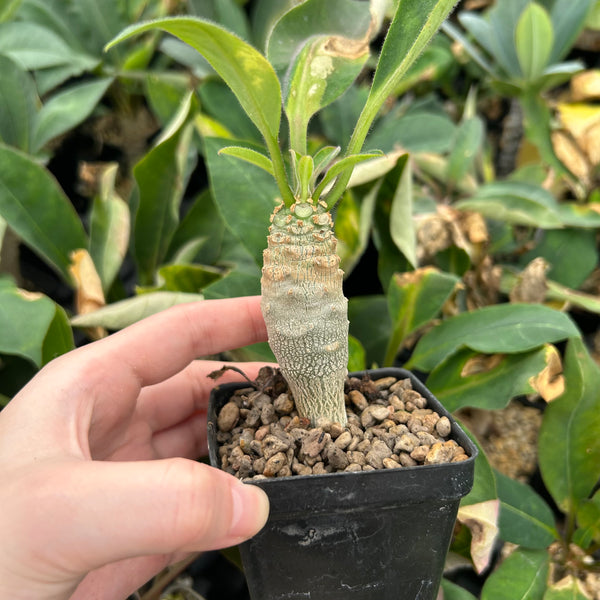 Euphorbia ankarensis-Euphorbia-H8-10cm&H15-20cm-image-8
