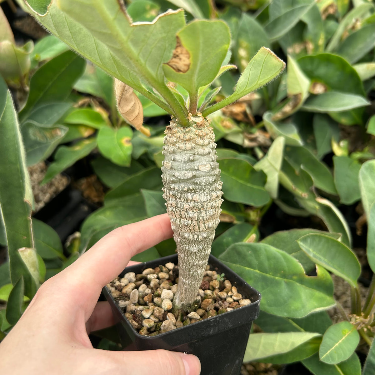 Euphorbia ankarensis-Euphorbia-H8-10cm&H15-20cm-image-9