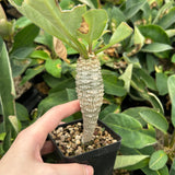 Euphorbia ankarensis-Euphorbia-H8-10cm&H15-20cm-image-9