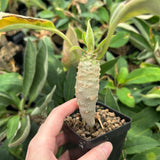 Euphorbia ankarensis-Euphorbia-H8-10cm&H15-20cm-image-10