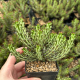 Euphorbia sp. nov. ‘Montepuez’-Euphorbia-W8cm&W15cm-image-1