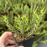 Euphorbia sp. nov. ‘Montepuez’-Euphorbia-W8cm&W15cm-image-3