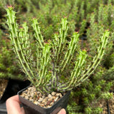 Euphorbia sp. nov. ‘Montepuez’-Euphorbia-W8cm&W15cm-image-4