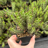 Euphorbia sp. nov. ‘Montepuez’-Euphorbia-W8cm&W15cm-image-5