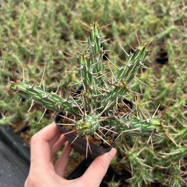 Euphorbia kalisana-Euphorbia-W5-10cm-image-1