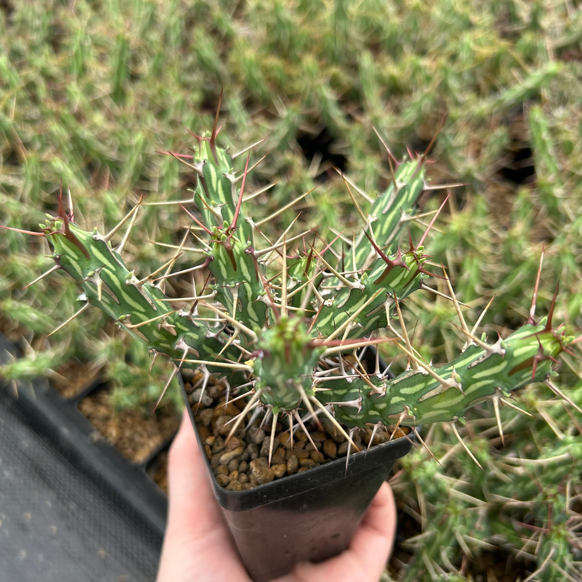 Euphorbia kalisana-Euphorbia-W5-10cm-image-2