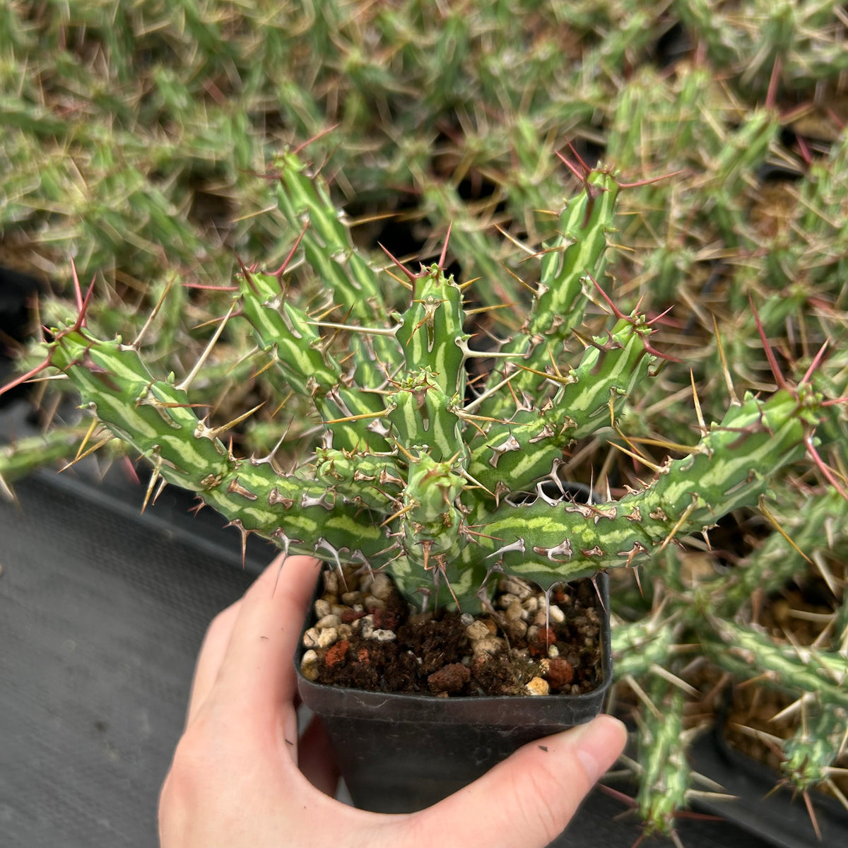 Euphorbia kalisana-Euphorbia-W5-10cm-image-3