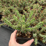 Euphorbia kalisana-Euphorbia-W5-10cm-image-3