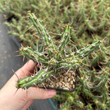 Euphorbia kalisana-Euphorbia-W5-10cm-image-4