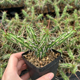 Euphorbia kalisana-Euphorbia-W5-10cm-image-5