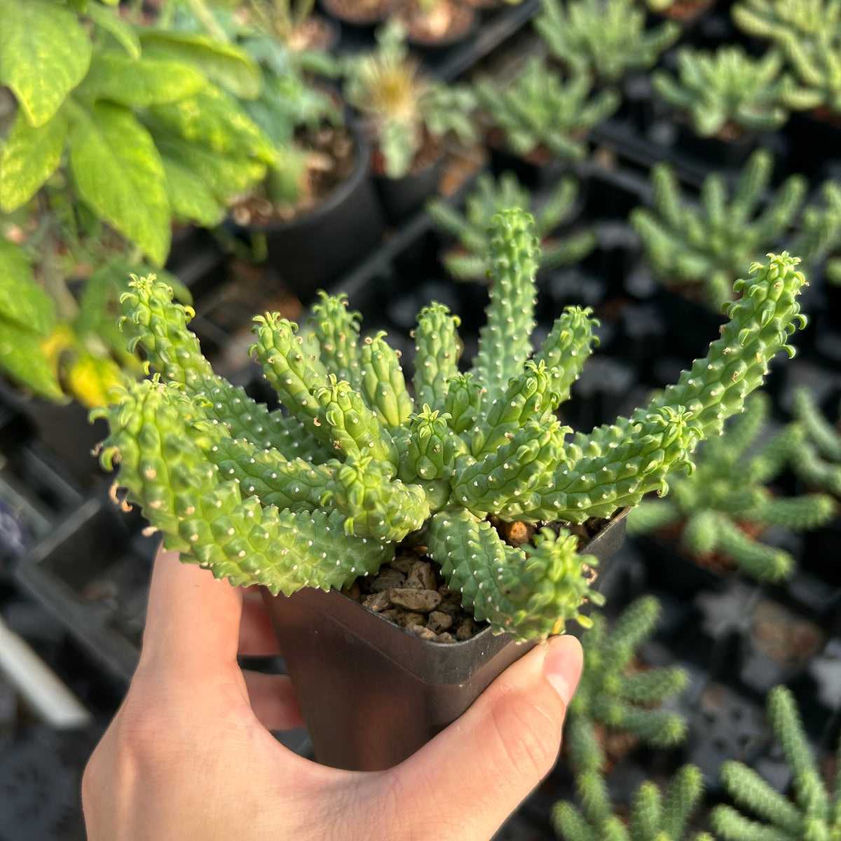 Euphorbia huttonae Seeds — Euphorbia — 2026 seed listing — 1 Seed — image 3: plant specimen shown as a reference for this seed listing