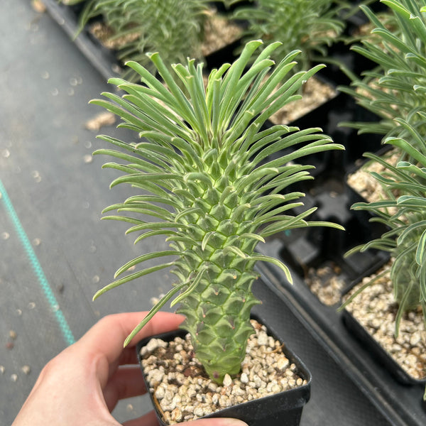 Euphorbia clandestina-Euphorbia-H10cm-image-1