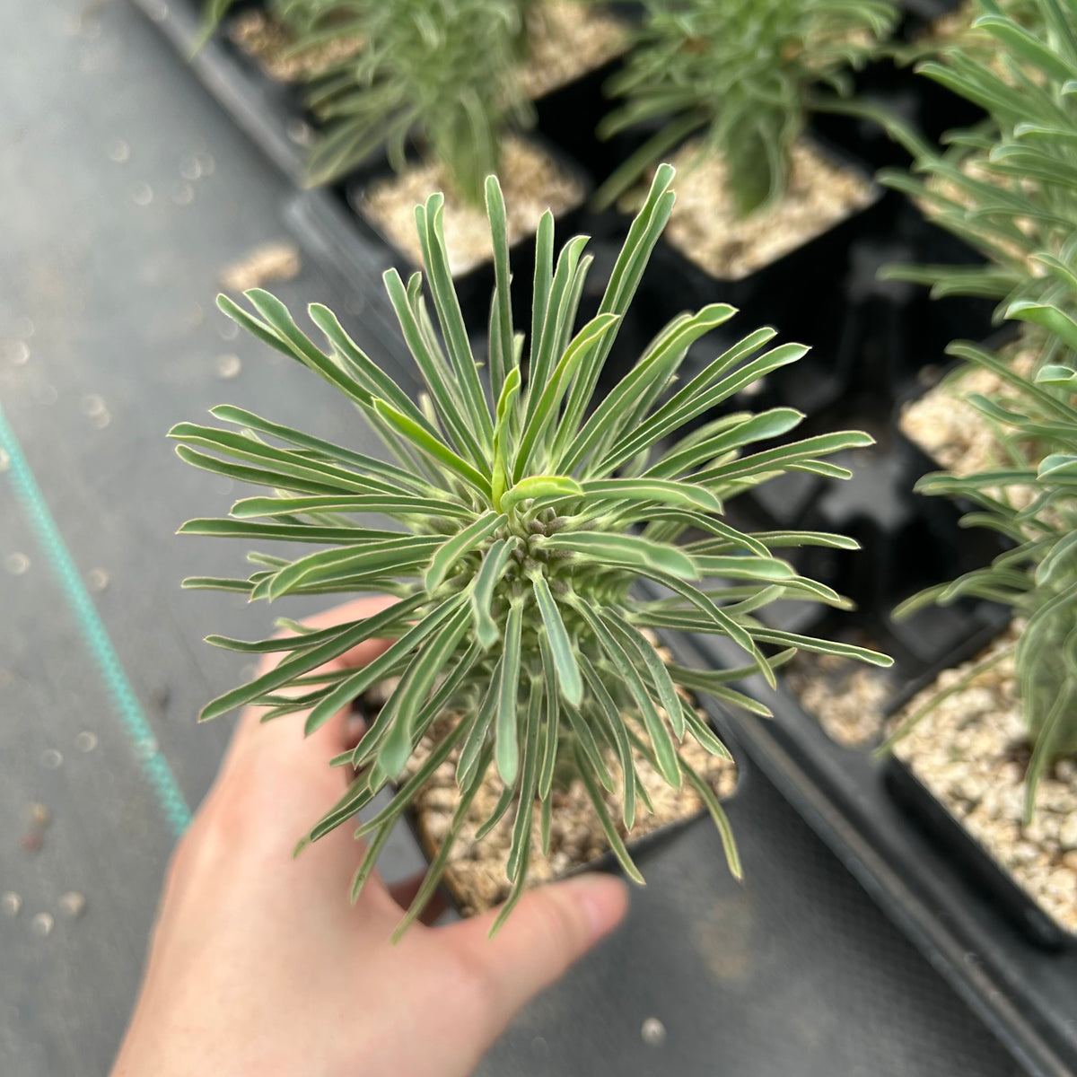 Euphorbia clandestina-Euphorbia-H10cm-image-2