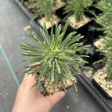 Euphorbia clandestina-Euphorbia-H10cm-image-2