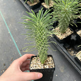 Euphorbia clandestina-Euphorbia-H10cm-image-3