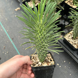Euphorbia clandestina-Euphorbia-H10cm-image-4