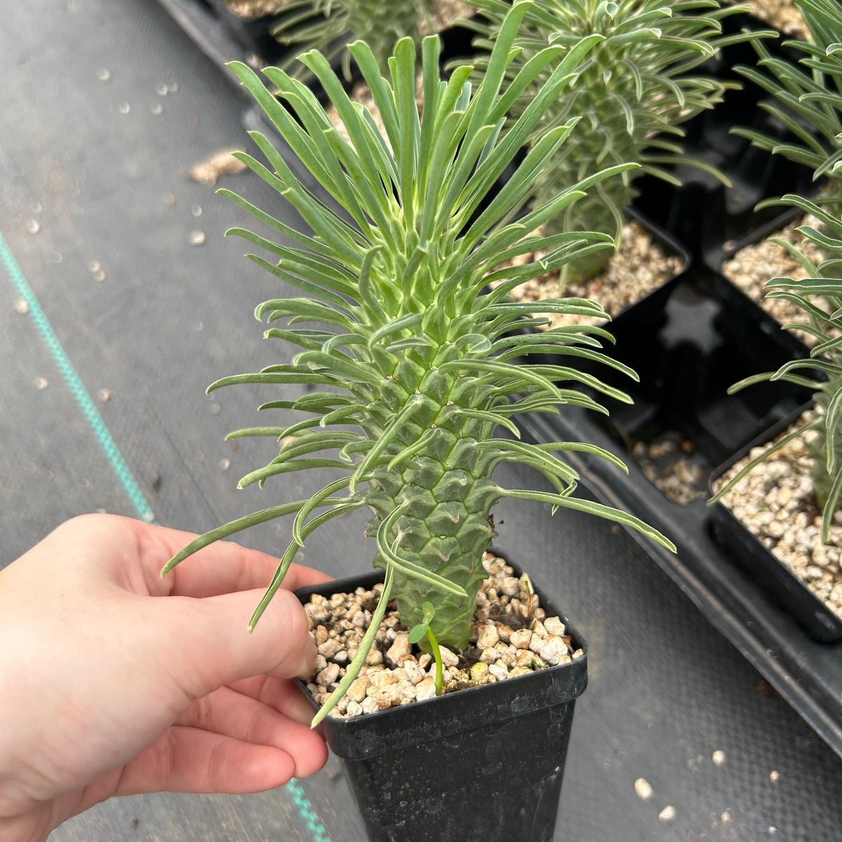 Euphorbia clandestina-Euphorbia-H10cm-image-5