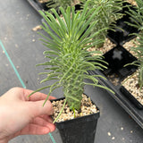 Euphorbia clandestina-Euphorbia-H10cm-image-5