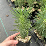 Euphorbia clandestina-Euphorbia-H10cm-image-6