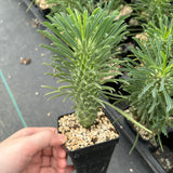 Euphorbia clandestina-Euphorbia-H10cm-image-7
