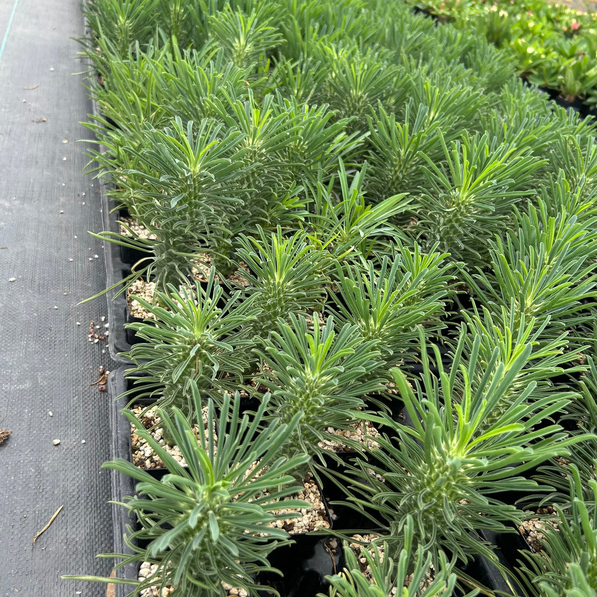 Euphorbia clandestina-Euphorbia-H10cm-image-8