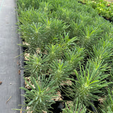 Euphorbia clandestina-Euphorbia-H10cm-image-8