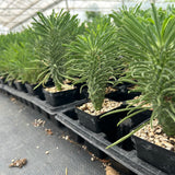 Euphorbia clandestina-Euphorbia-H10cm-image-9