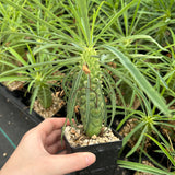 Euphorbia clava-Euphorbia-H8-10cm-image-2