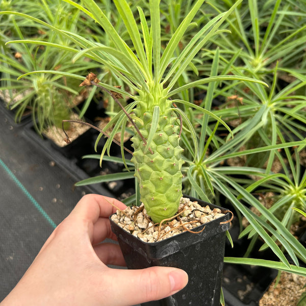 Euphorbia clava-Euphorbia-H8-10cm-image-1