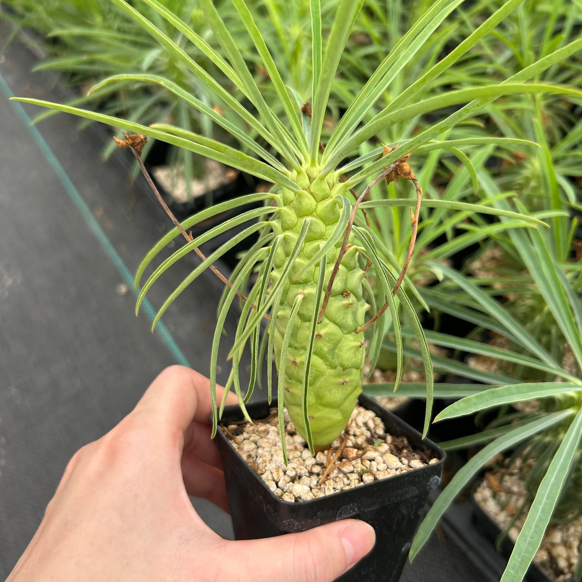 Euphorbia clava-Euphorbia-H8-10cm-image-3