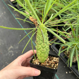 Euphorbia clava-Euphorbia-H8-10cm-image-4