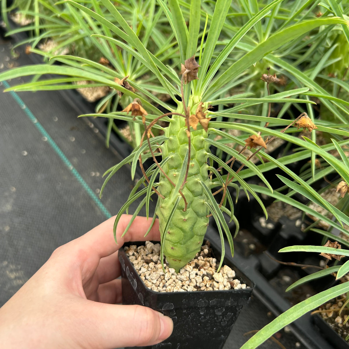 Euphorbia clava-Euphorbia-H8-10cm-image-5