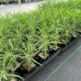 Euphorbia clava-Euphorbia-H8-10cm-image-7