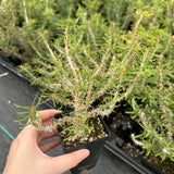 Euphorbia sakarahaensis-Euphorbia-H4-6c&W10cm-image-2