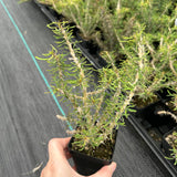 Euphorbia sakarahaensis-Euphorbia-H4-6c&W10cm-image-6