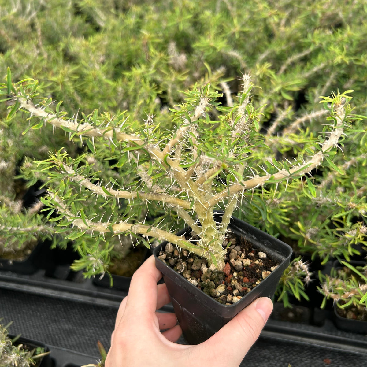 Euphorbia sakarahaensis-Euphorbia-H4-6c&W10cm-image-3